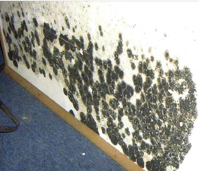 wall covered with black mold