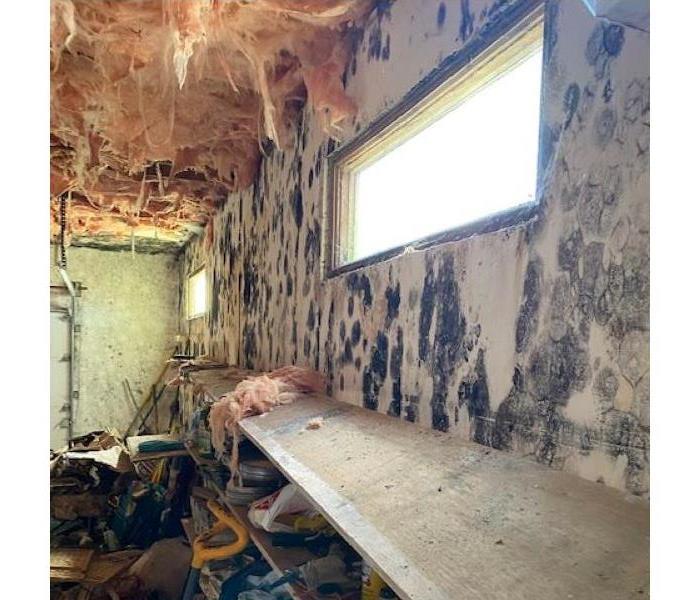 room covered with mold